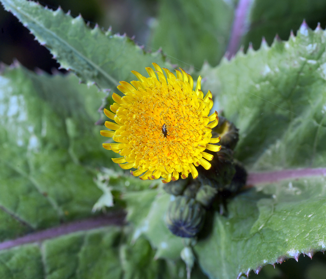 Image of Sonchus asper specimen.