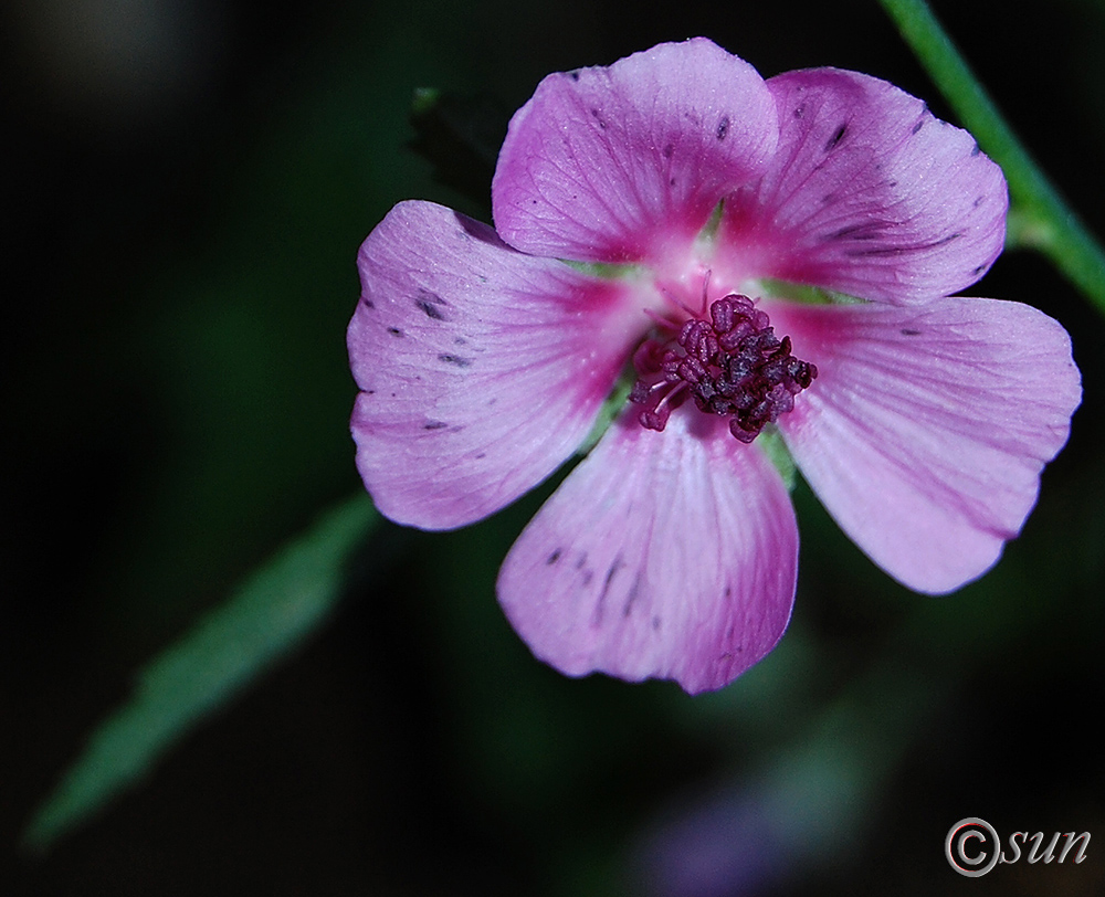 Изображение особи Althaea narbonensis.