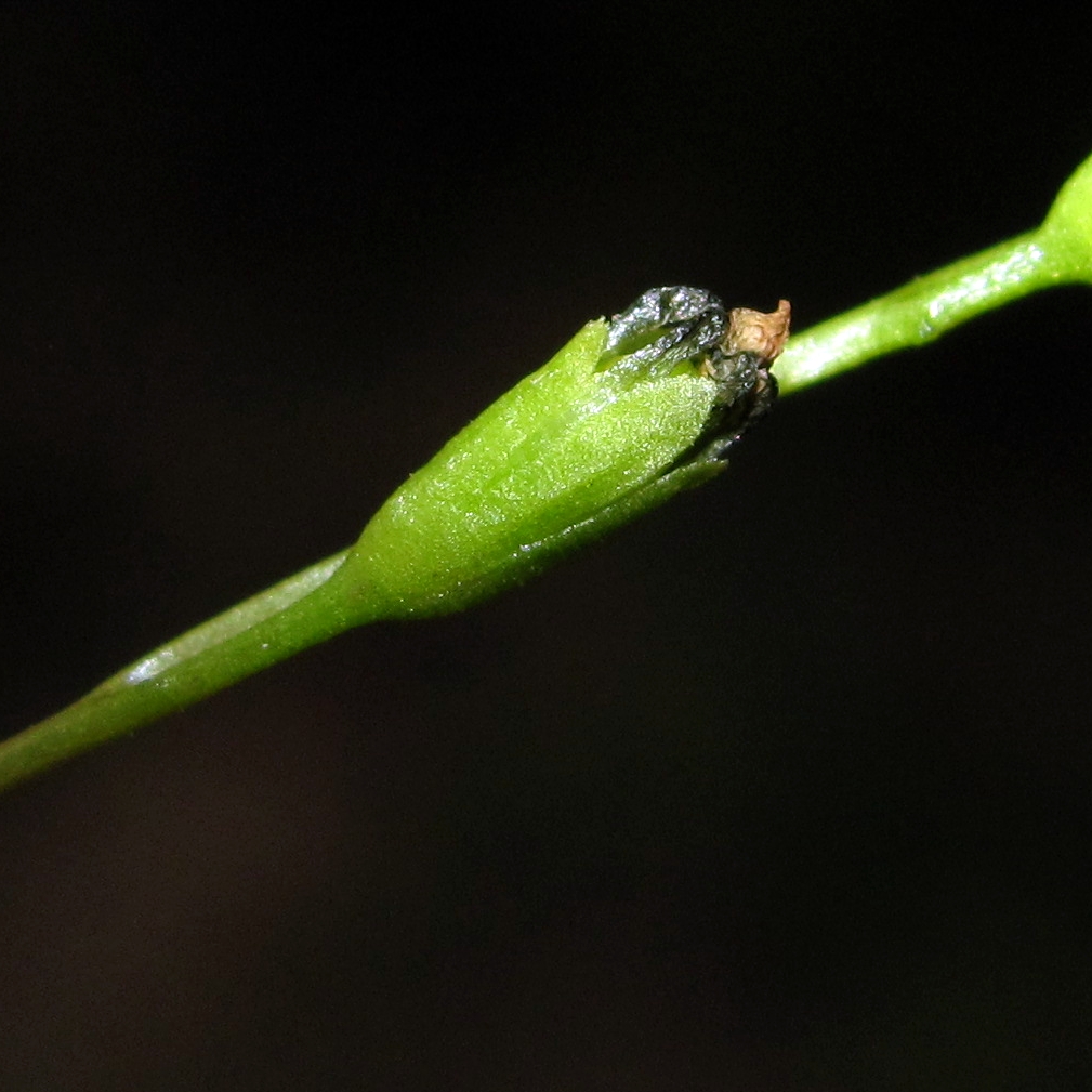 Image of Drosera rotundifolia specimen.