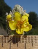 Verbascum gnaphalodes