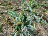 Argemone ochroleuca. Завязавшиеся плоды. Австралия, г. Брисбен, лесопарк Whites Hill Reserve. 20.09.2015.