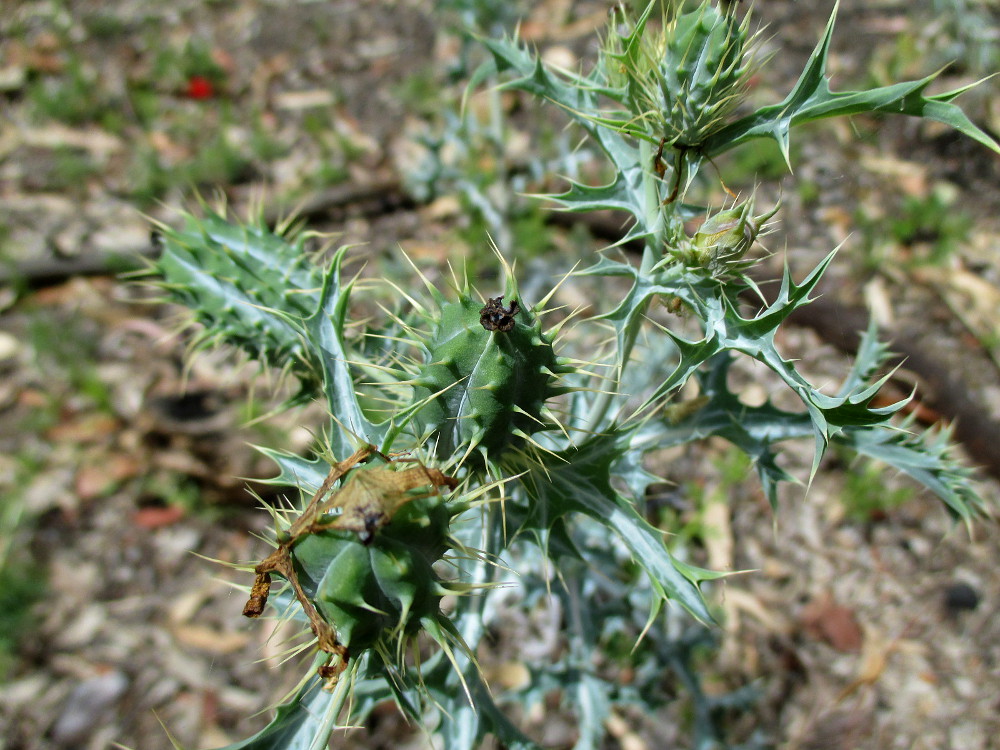 Изображение особи Argemone ochroleuca.