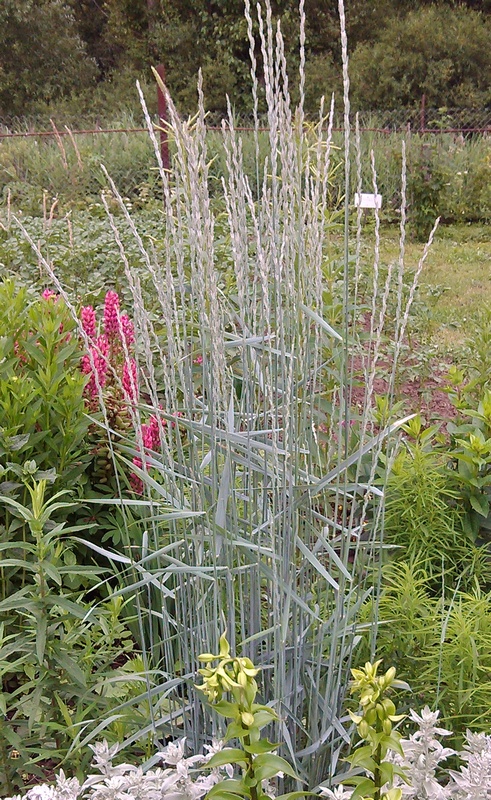 Изображение особи род Elytrigia.