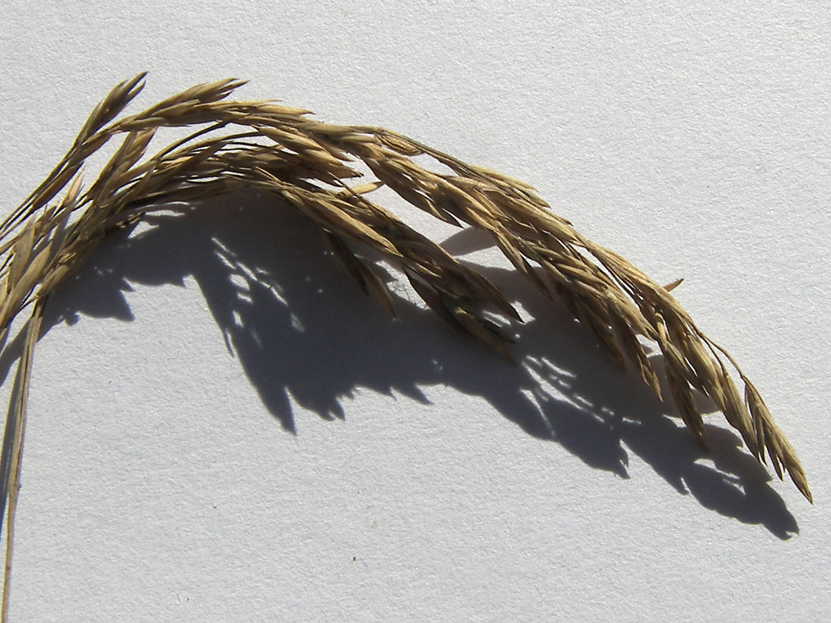 Image of Festuca altissima specimen.