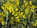 Genista microphylla. Часть цветущей ветви. Испания, Канарские о-ва, Гран Канария, муниципалитет Agüimes, ущелье Barranco de Guayadeque, сообщество термофильных кустарников. 26 февраля 2010 г.