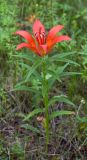 Lilium pensylvanicum