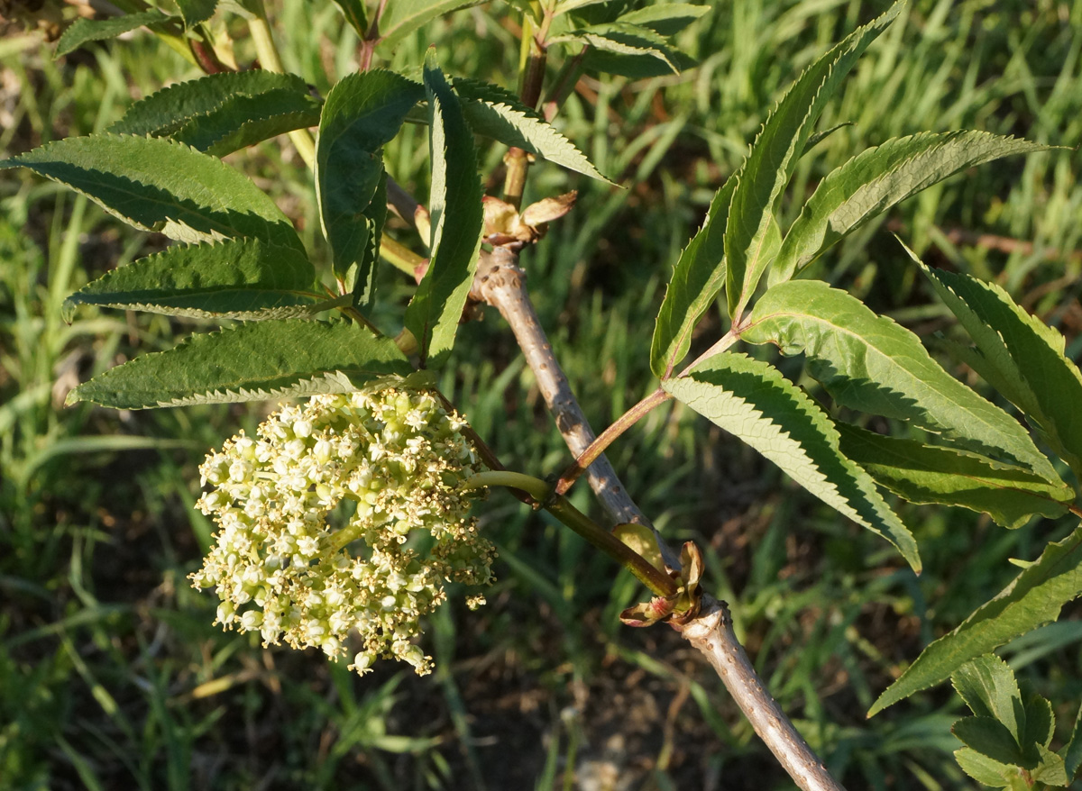 Изображение особи Sambucus racemosa.