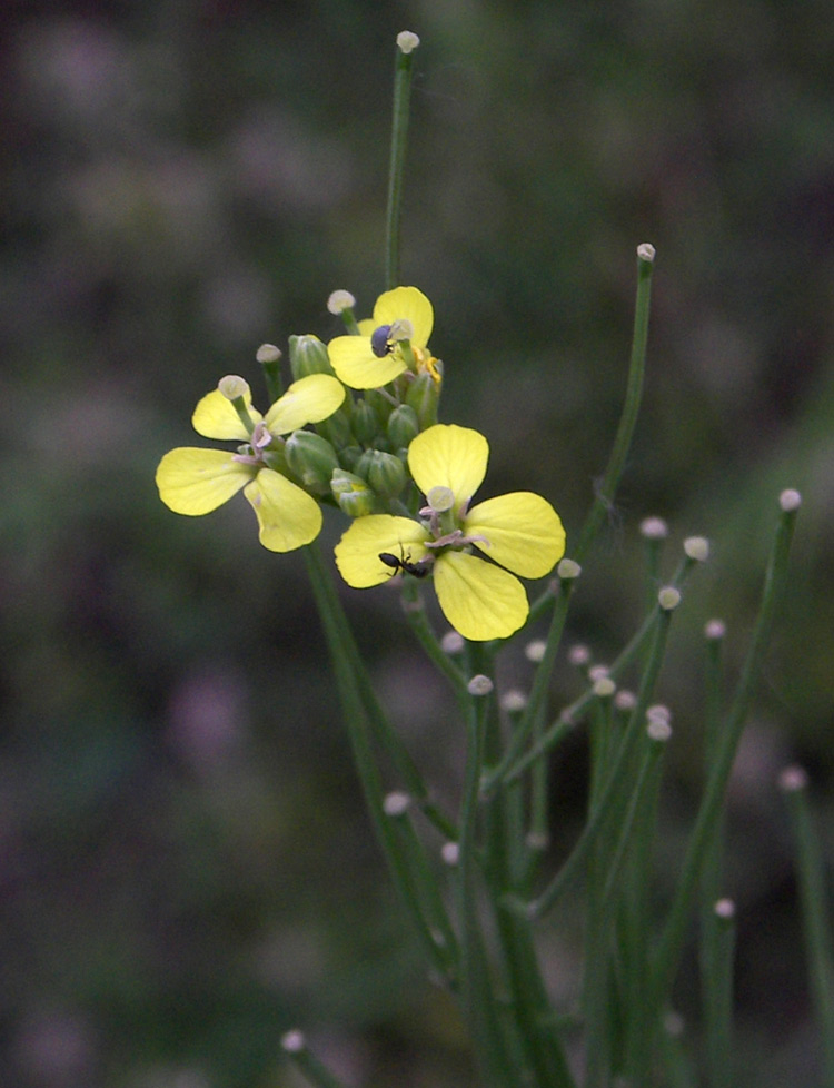 Изображение особи Erysimum canescens.