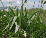 Plantago atrata. Основание цветущего растения. Адыгея, Кавказский биосферный заповедник, гора Гузерипль, низкотравный субальпийский луг на склоне горы ближе к вершине, выс. ≈ 2100 м н.у.м. 26.07.2015.