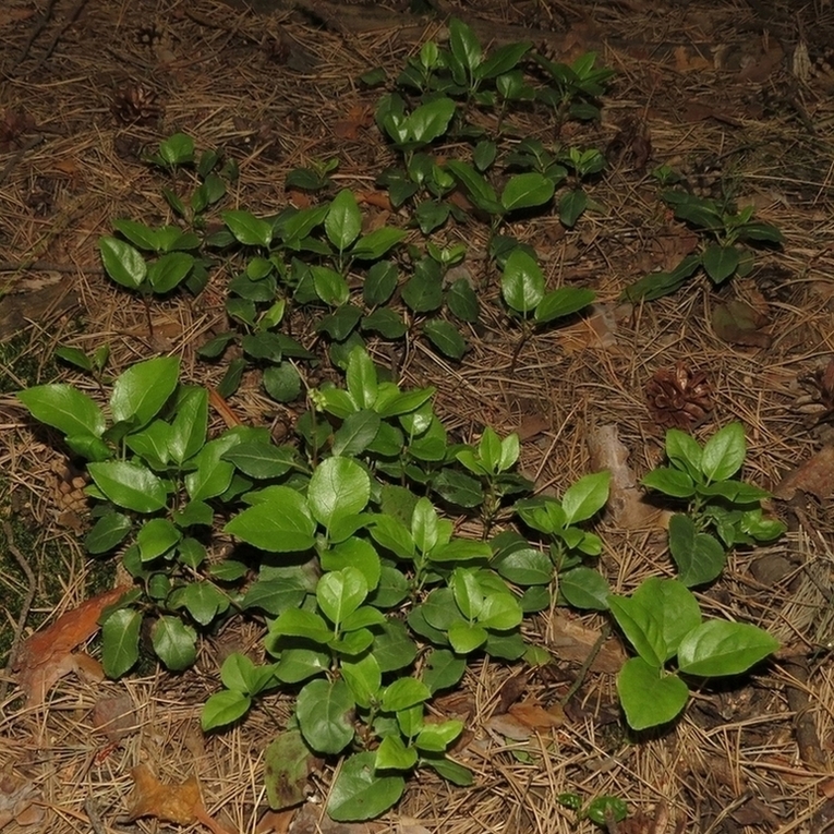 Image of Orthilia secunda specimen.