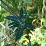 Eryngium planum. Разветвление побегов в узле. Челябинская обл., окр. г. Челябинск, Золотая горка, берёзовый лес. 26.08.2014.