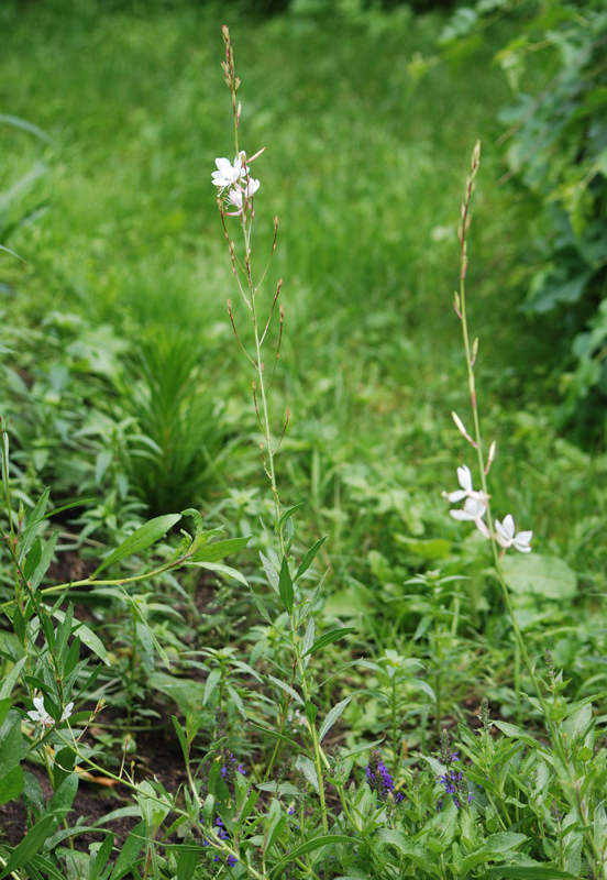 Изображение особи Gaura lindheimeri.