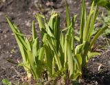 Hemerocallis middendorffii