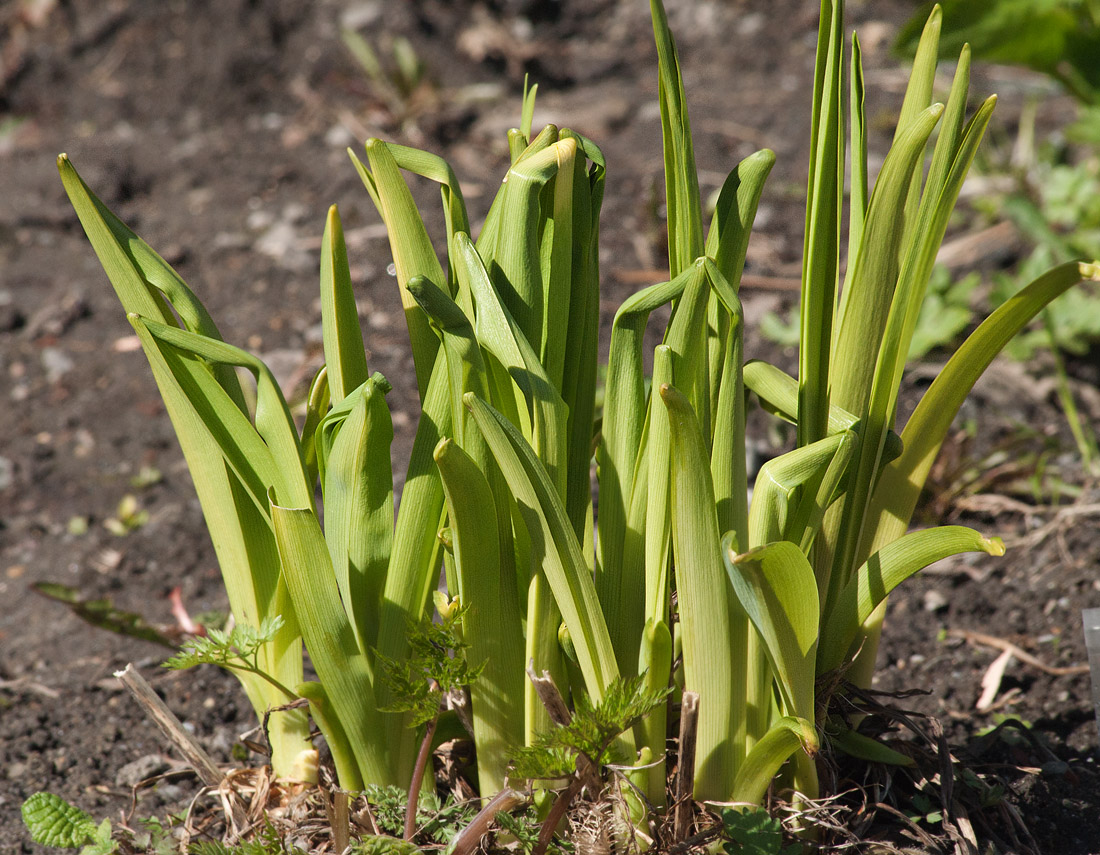 Изображение особи Hemerocallis middendorffii.