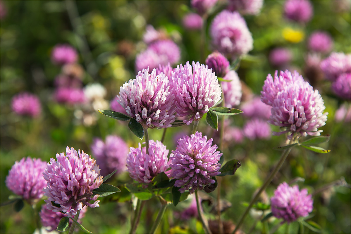 Изображение особи Trifolium pratense.