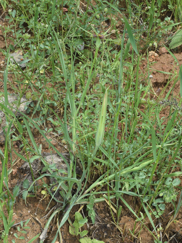 Изображение особи Tragopogon porrifolius ssp. longirostris.