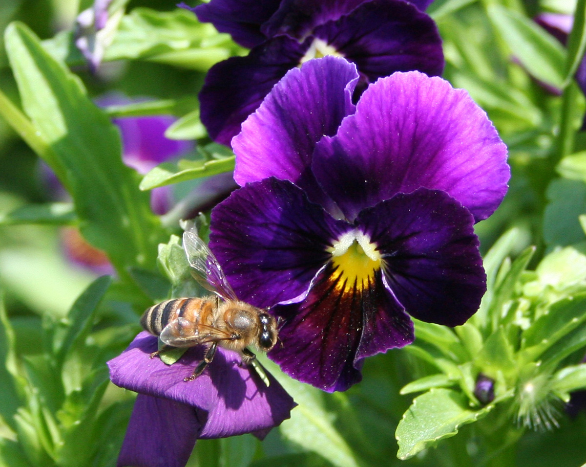 Image of Viola wittrockiana specimen.