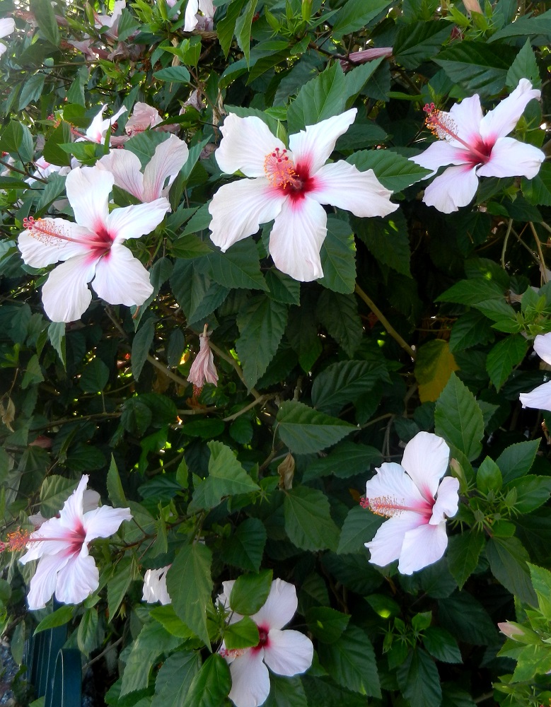 Image of Hibiscus rosa-sinensis specimen.