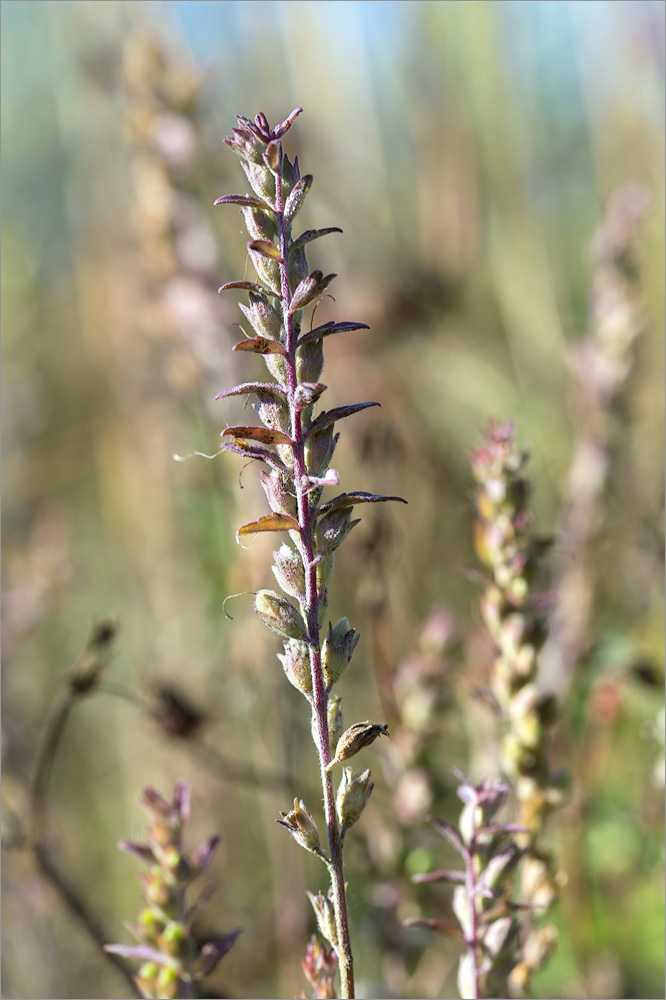 Изображение особи Odontites vulgaris.