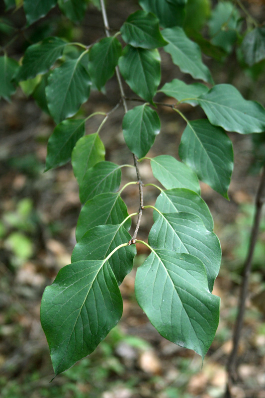 Image of Syringa amurensis specimen.