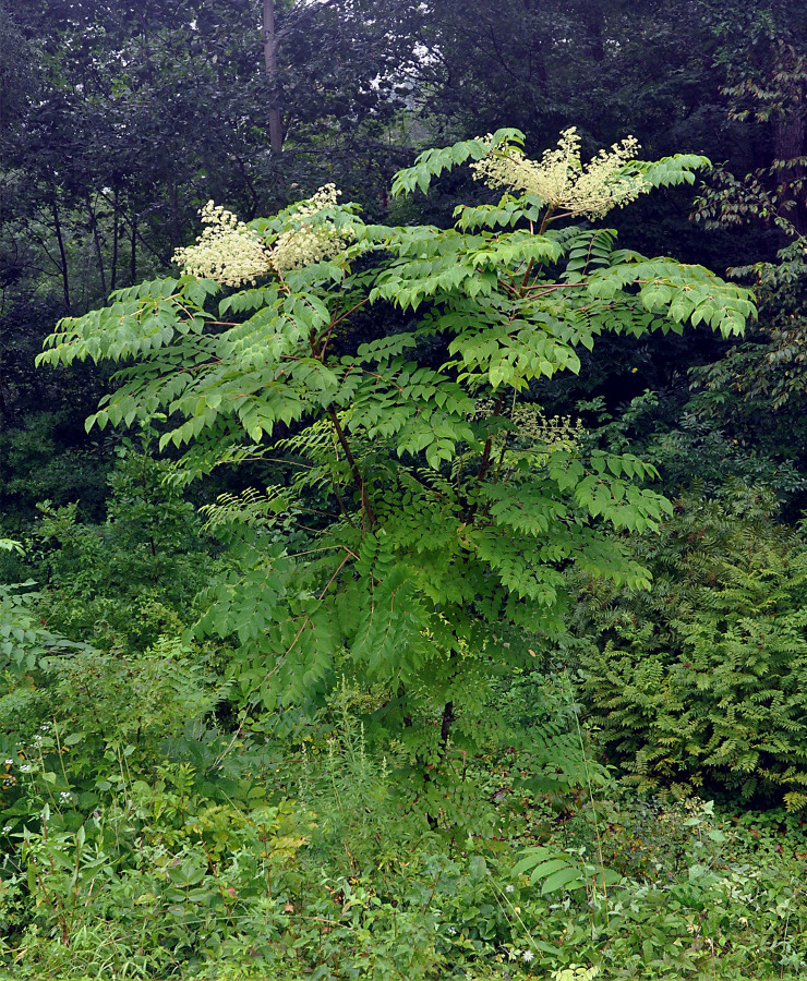 Image of Aralia elata specimen.