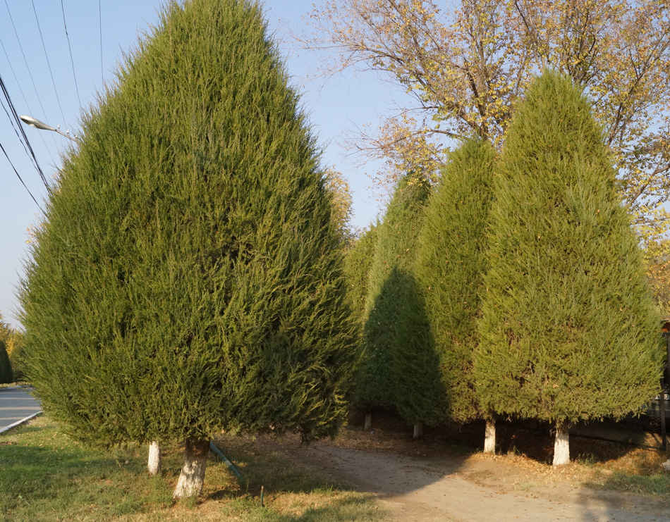 Изображение особи Juniperus virginiana.