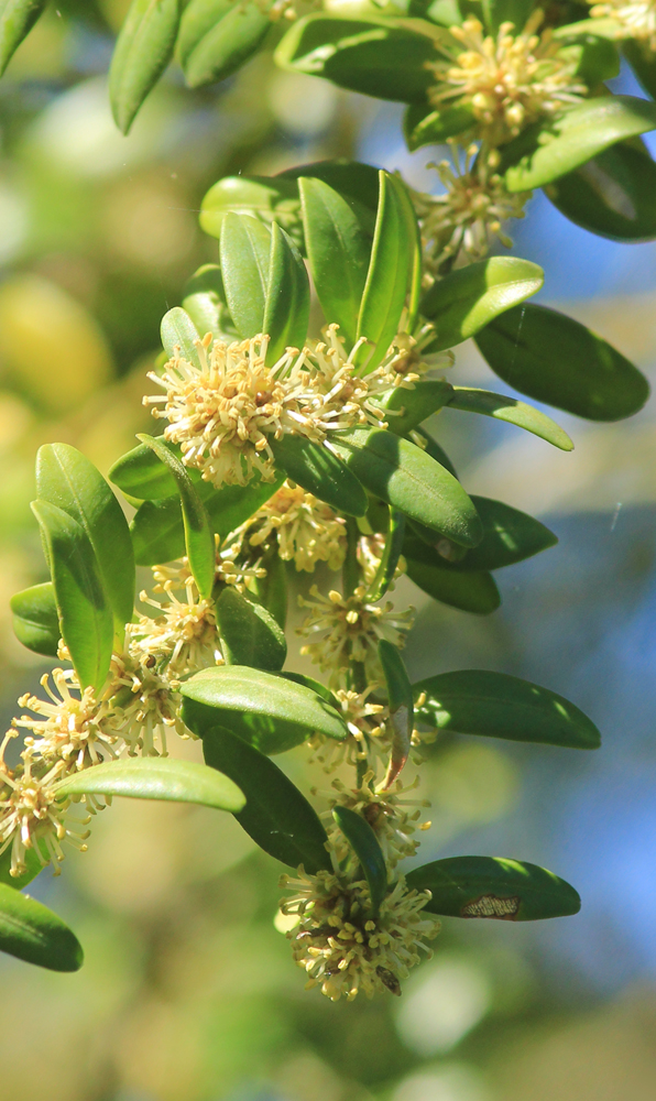 Image of Buxus sempervirens specimen.