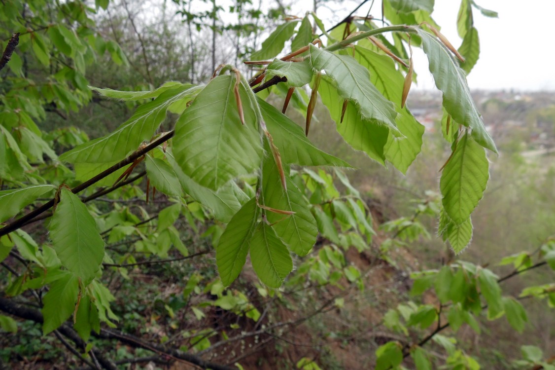 Изображение особи Fagus orientalis.