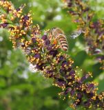 Amorpha fruticosa