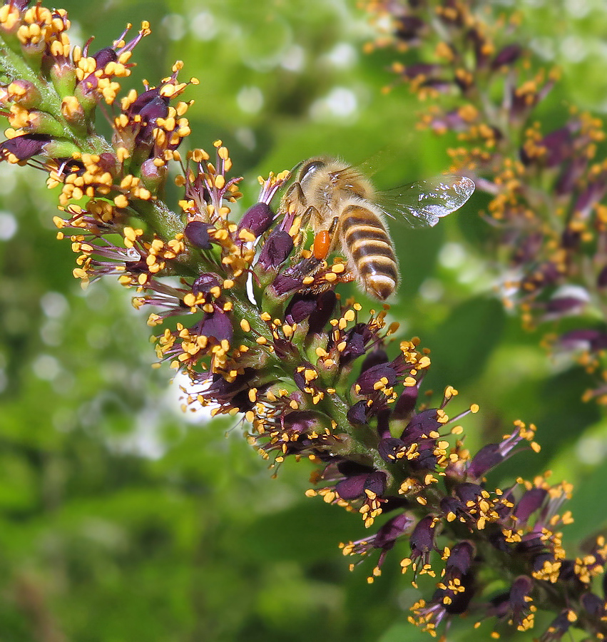 Изображение особи Amorpha fruticosa.