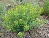 Euphorbia macrorhiza