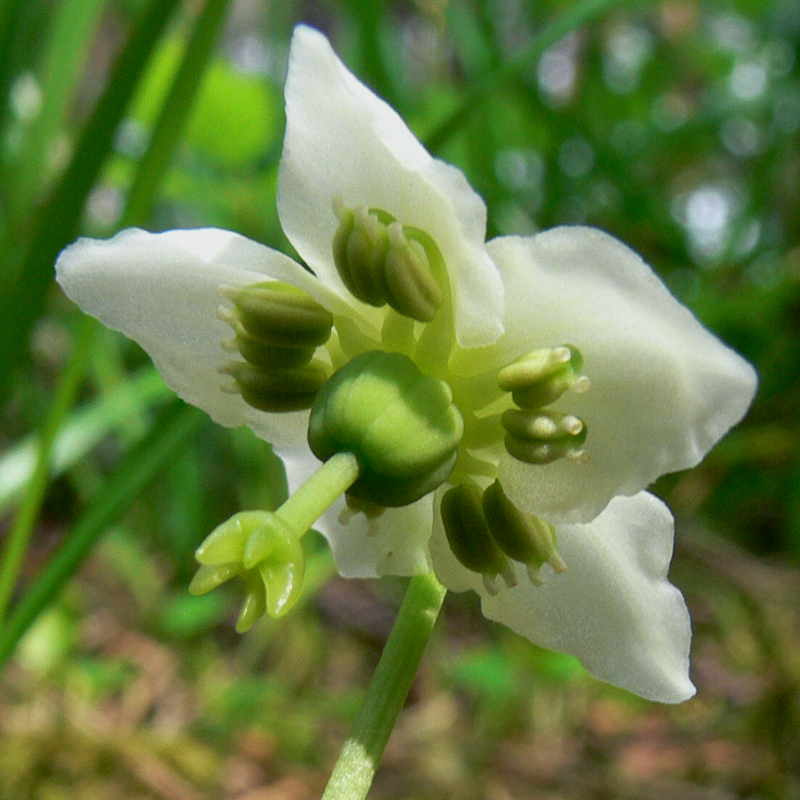 Изображение особи Moneses uniflora.