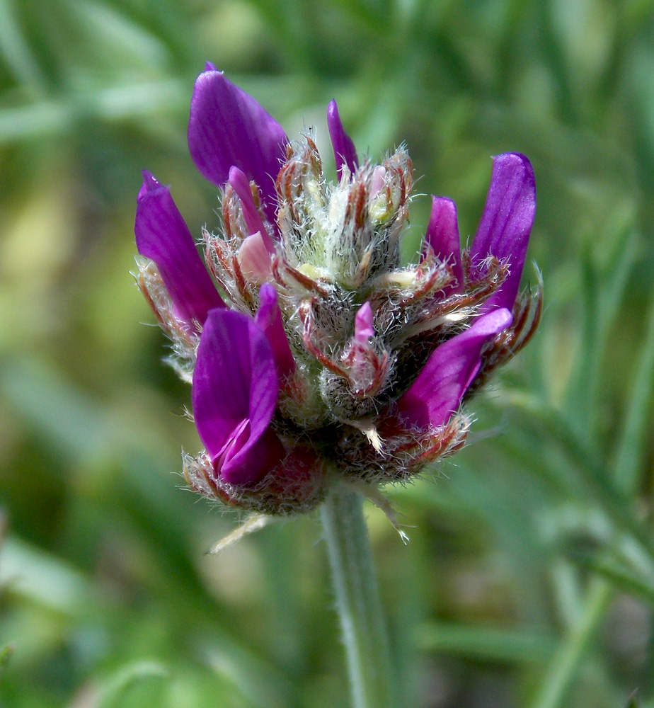 Image of Astragalus circassicus specimen.