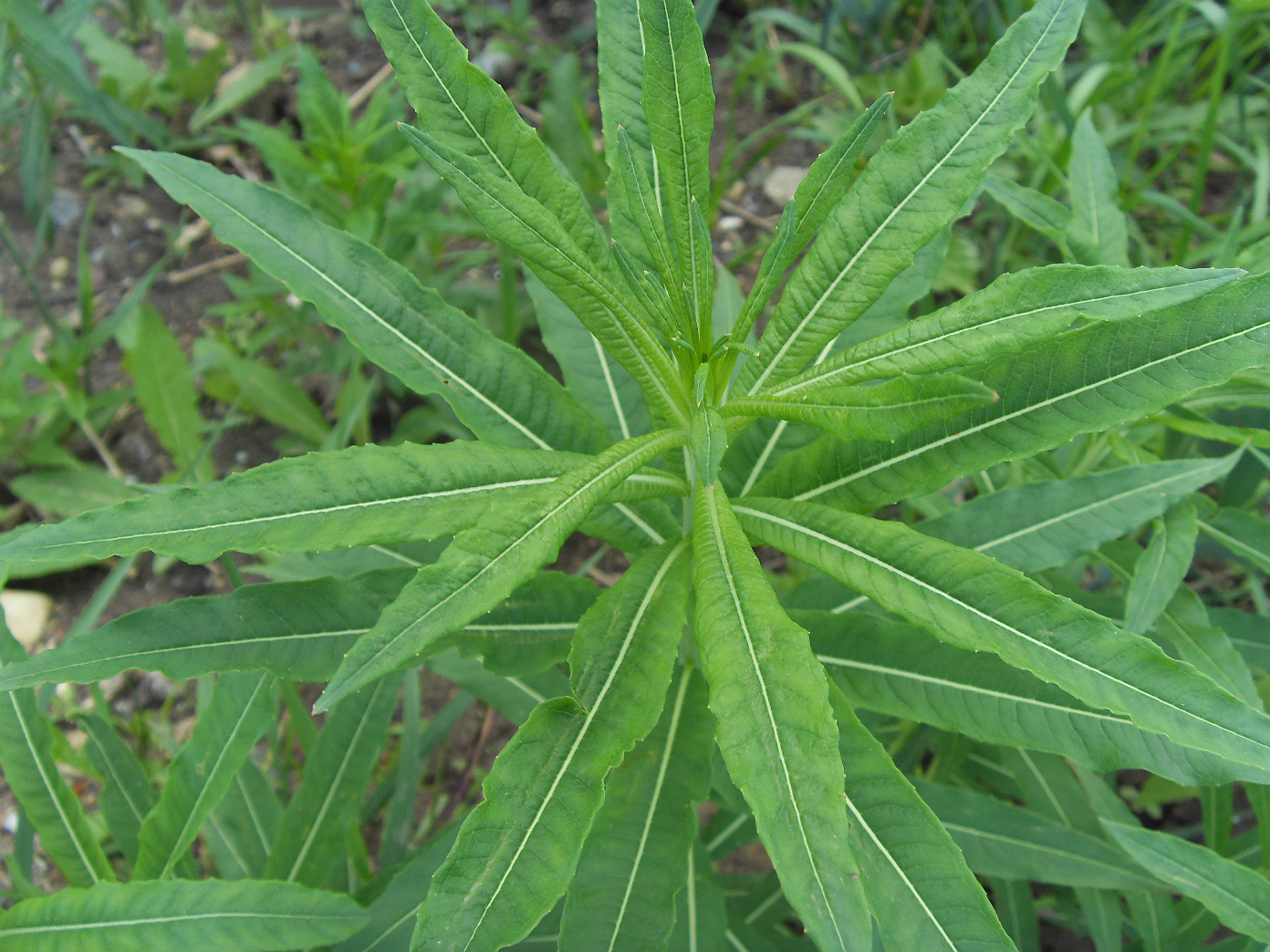 Изображение особи Chamaenerion angustifolium.