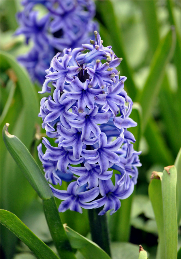 Image of Hyacinthus orientalis specimen.