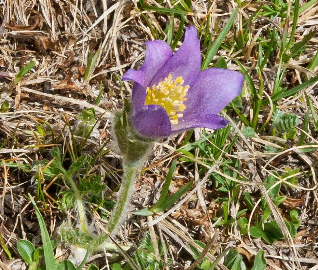 Изображение особи Pulsatilla violacea.