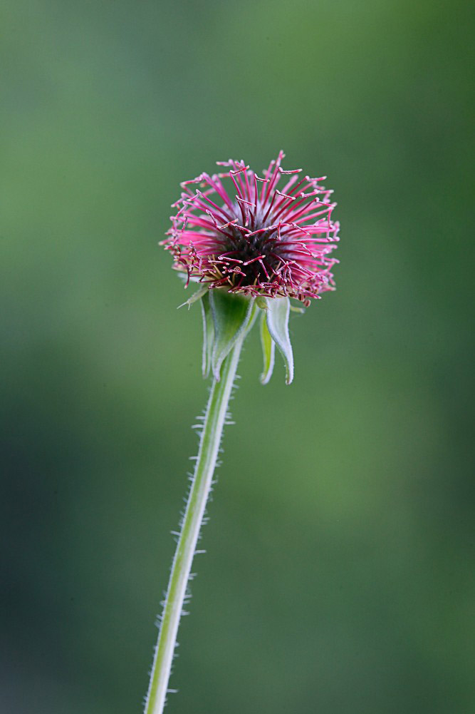 Image of Geum urbanum specimen.