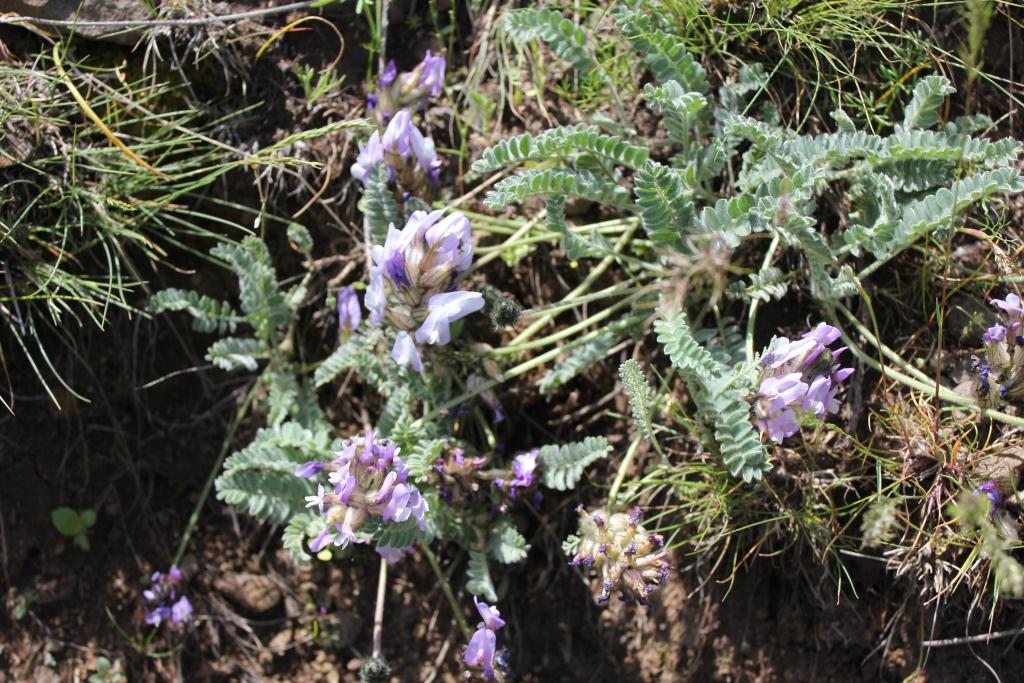 Изображение особи Astragalus grammocalyx.