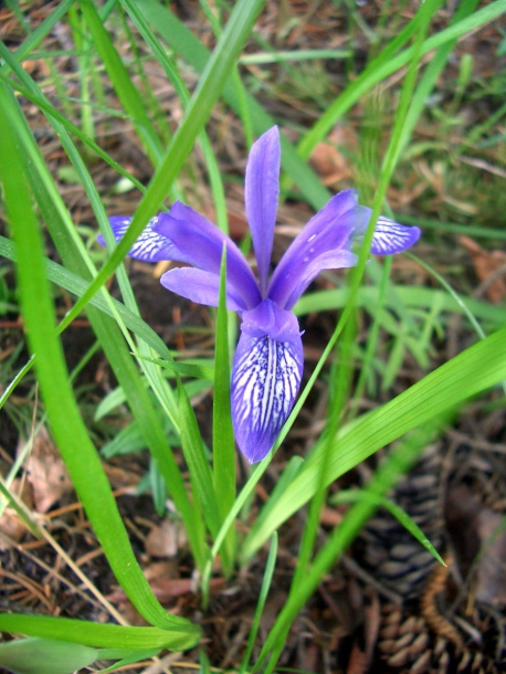 Изображение особи Iris ruthenica.