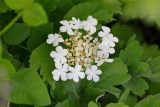 Viburnum opulus. Соцветие. Татарстан, Нижнекамский р-н, окр. дер. Благодатная, лесостепной участок с чередованием степи и перелесков с преобладанием дуба, среди древостоя. 5 июня 2016 г.