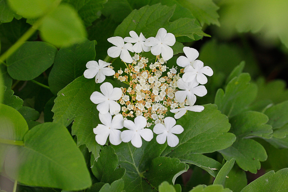 Изображение особи Viburnum opulus.