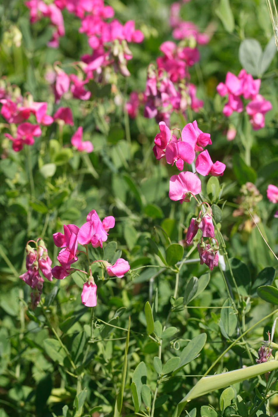 Изображение особи Lathyrus tuberosus.