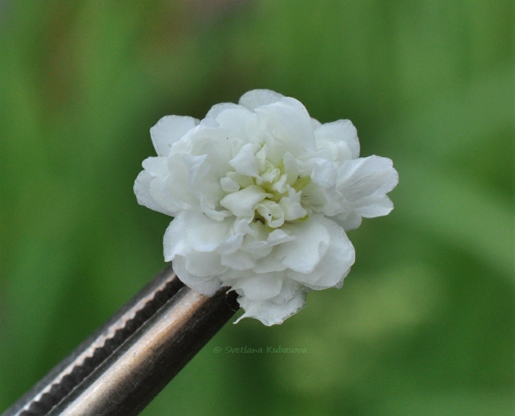 Image of Filipendula ulmaria specimen.