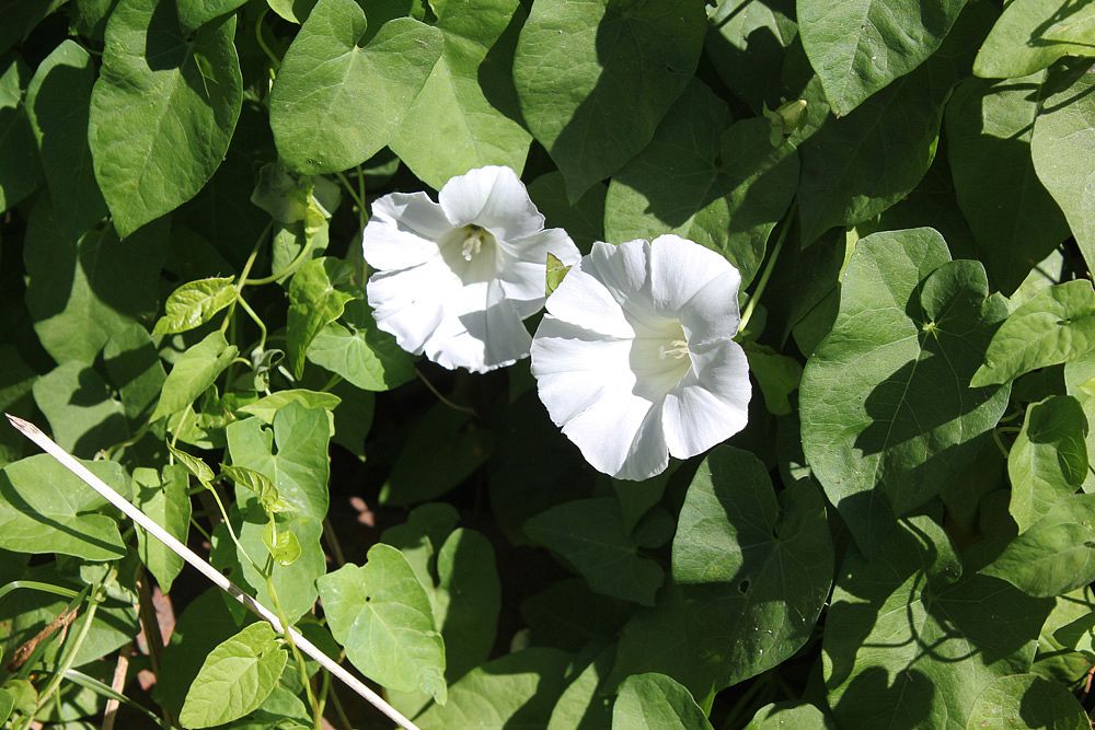 Image of Calystegia sepium specimen.