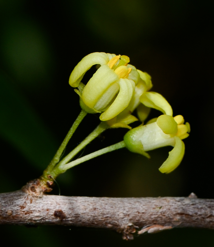 Изображение особи Pittosporum phillyraeoides.