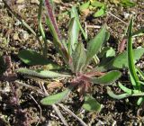 Erigeron uniflorus