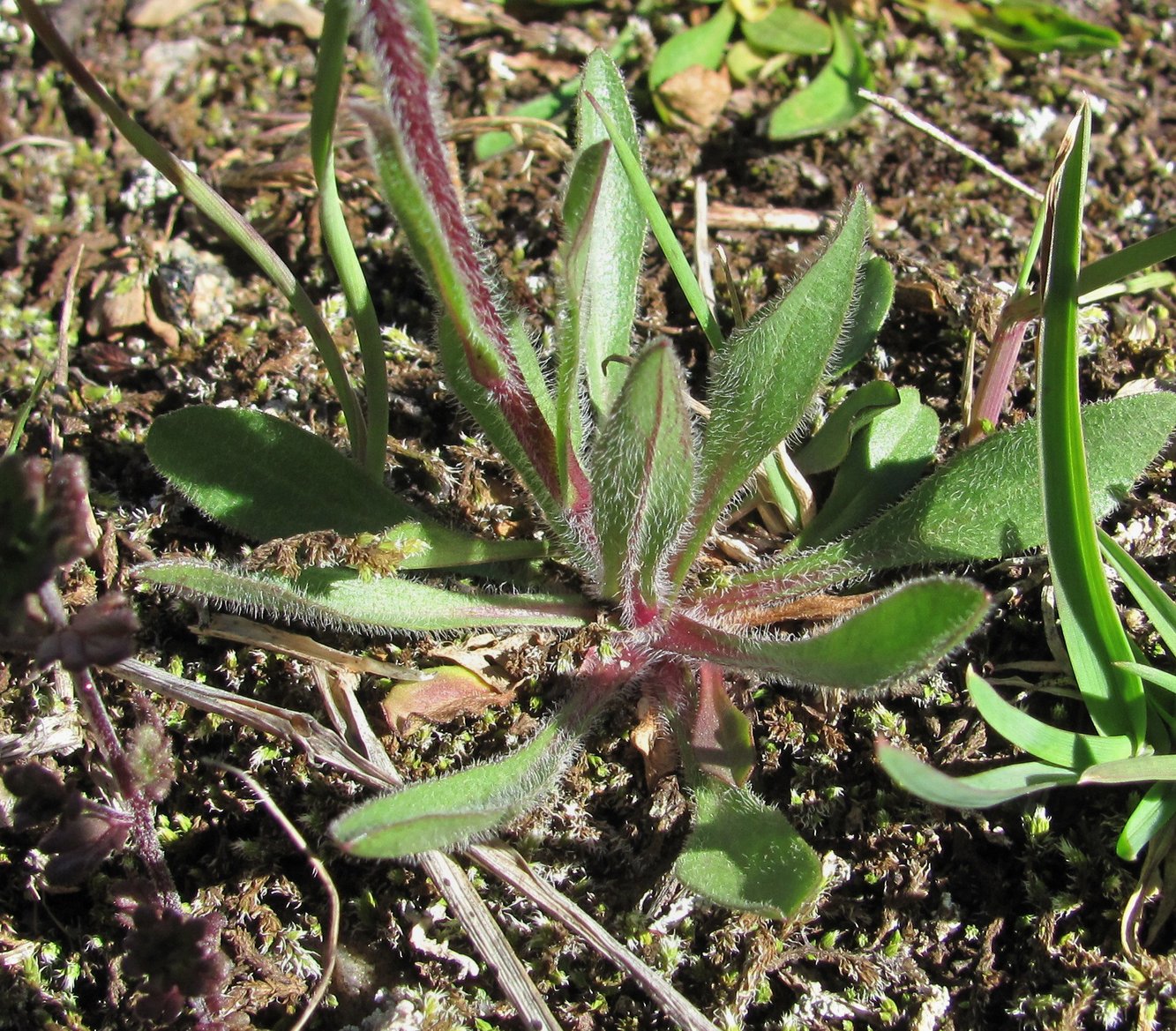Image of Erigeron uniflorus specimen.