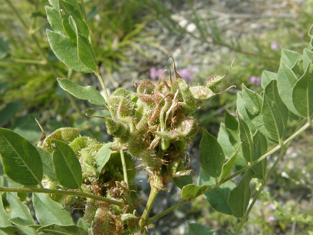 Изображение особи Glycyrrhiza krasnoborovii.