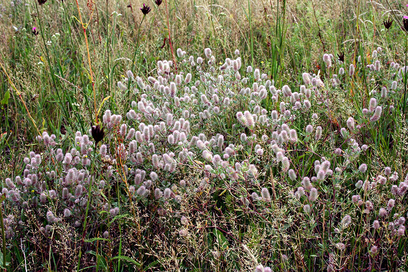 Image of Trifolium arvense specimen.