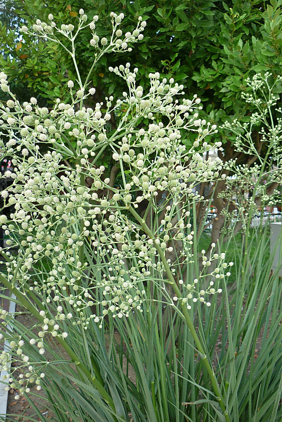 Image of Eryngium yuccifolium specimen.
